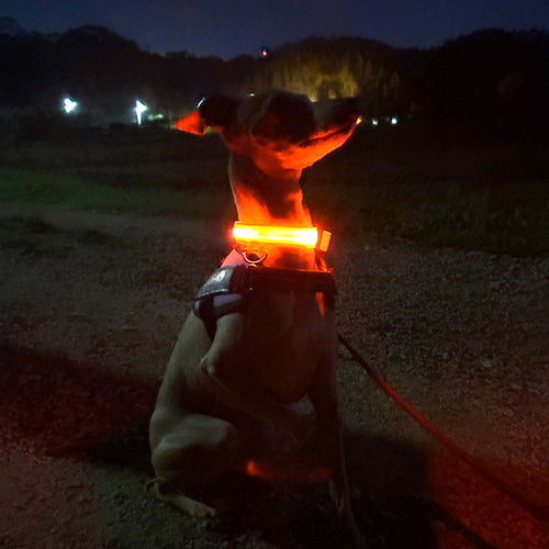 Halsband med LED-belysning